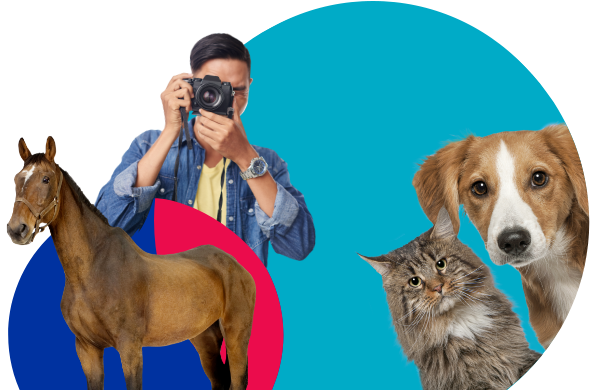 Brown horse, Man with camera, Dog and Cat